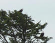 Two Bald Eagles on the Wild Pacific Trail