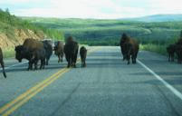 Bisons on the Alaska Highway
